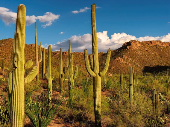 Plants Desert